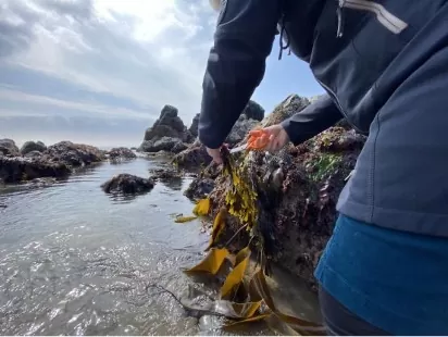 Seaweed marie power